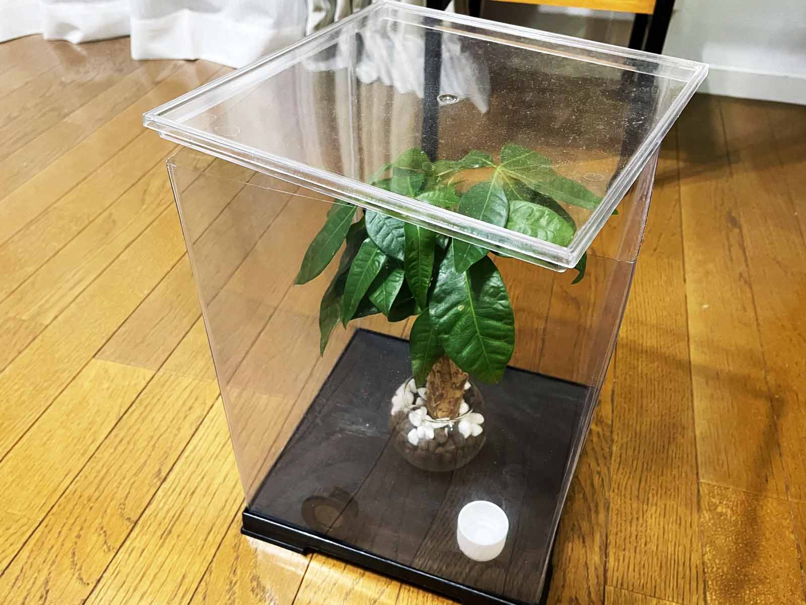 ミニパキラをフィギュアケースで管理している様子