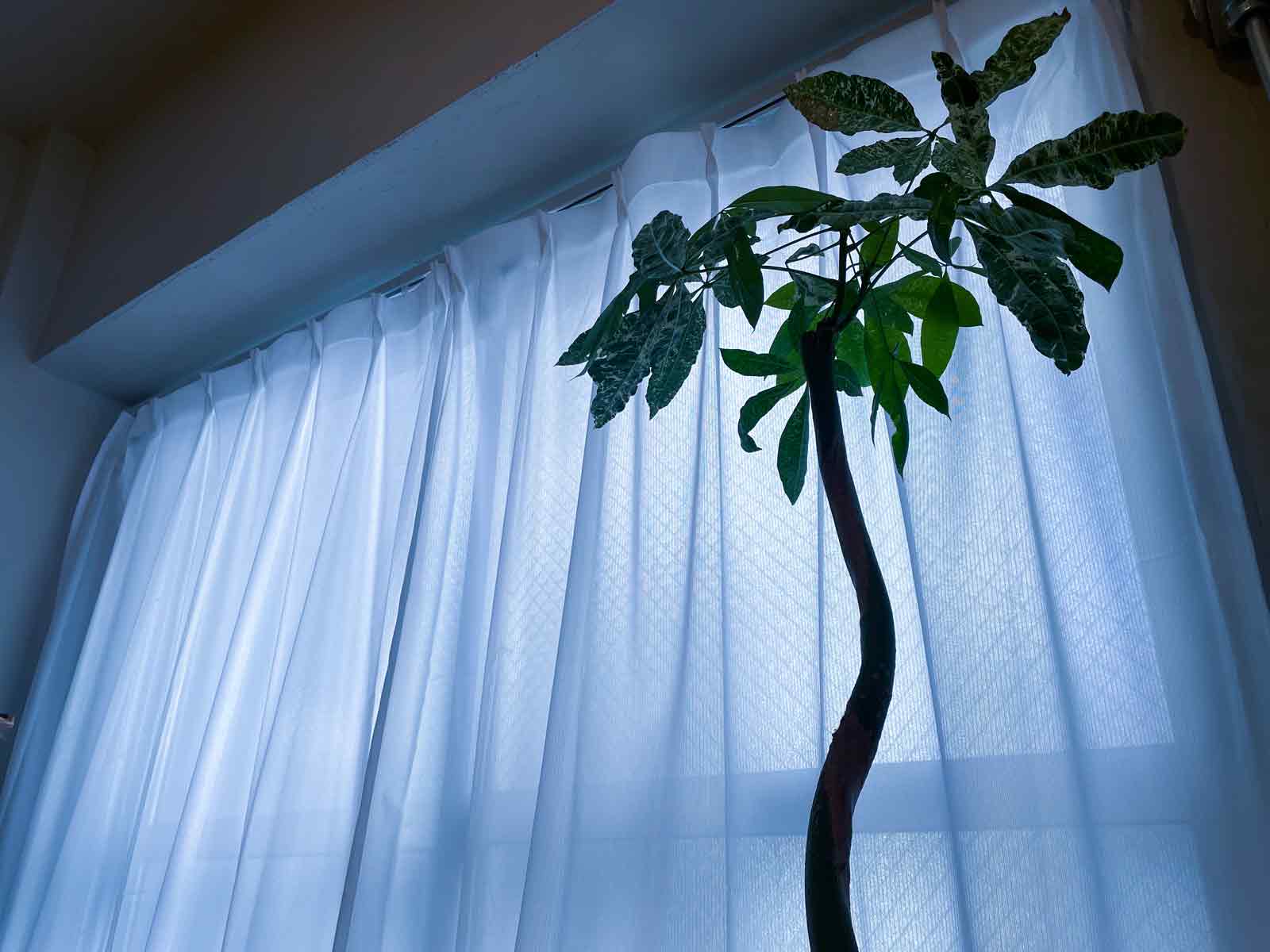 窓際の寒そうな雰囲気を醸し出している実生パキラミルキーウェイ
