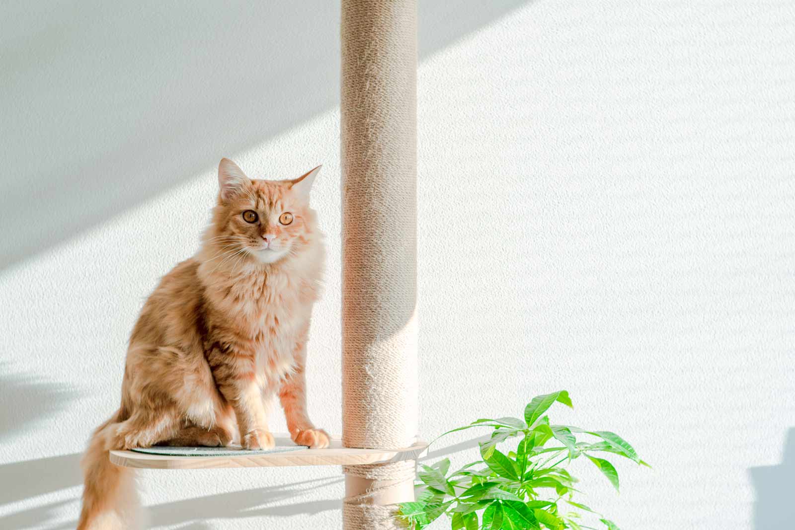 猫とパキラが一緒に写っている写真