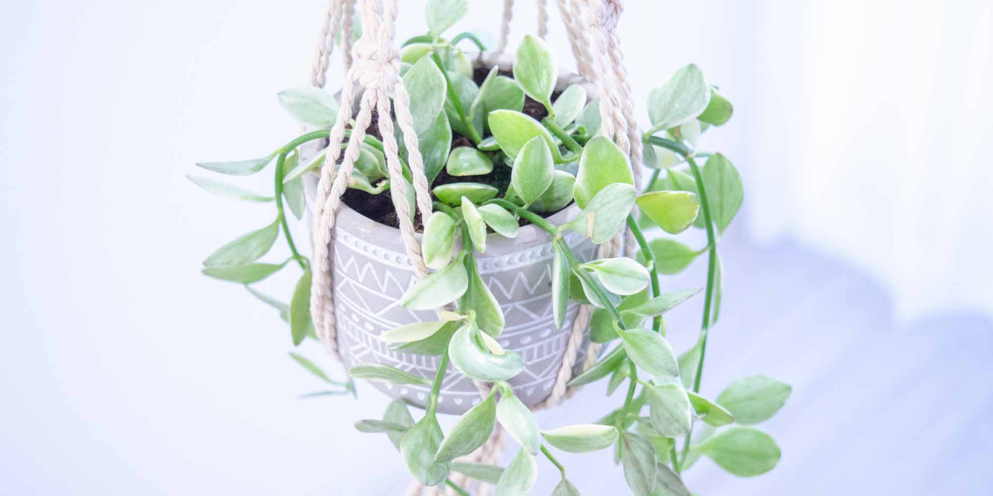 ハンギングプランツ – miipas