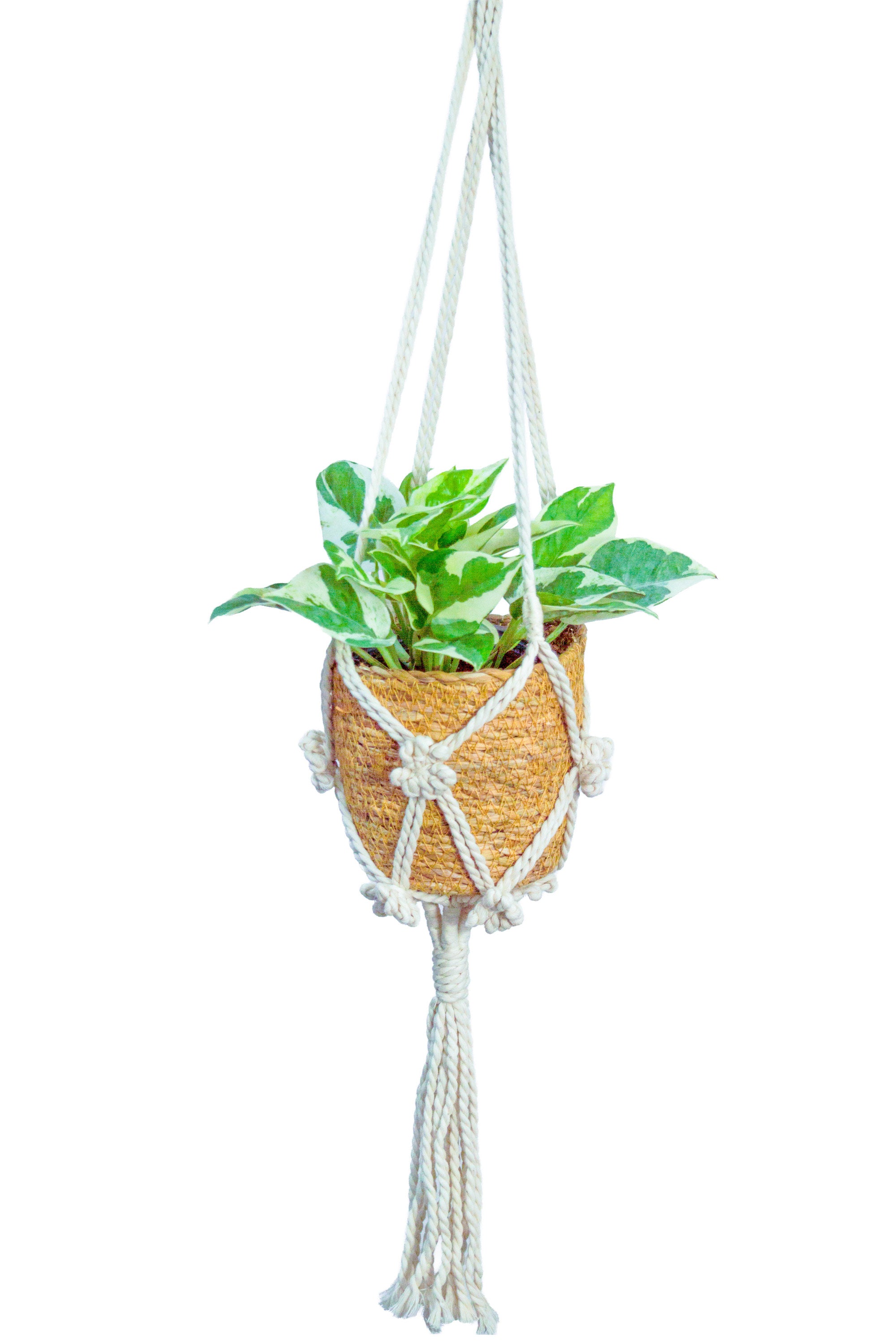 観葉植物　ポトス　苗　ハンギング 吊り　インテリア　新品種 ポトスエンジョイ ハンギング 吊り下げ – miipas