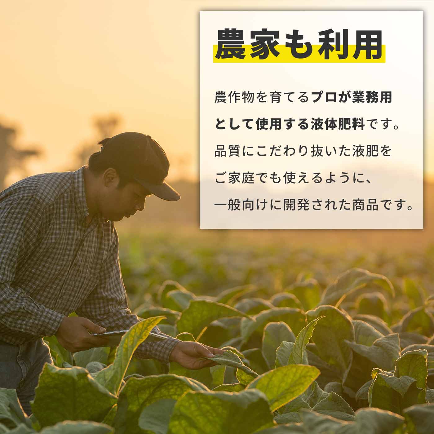 液体肥料 業務用 150ml 水耕栽培 ハイドロカルチャー向け