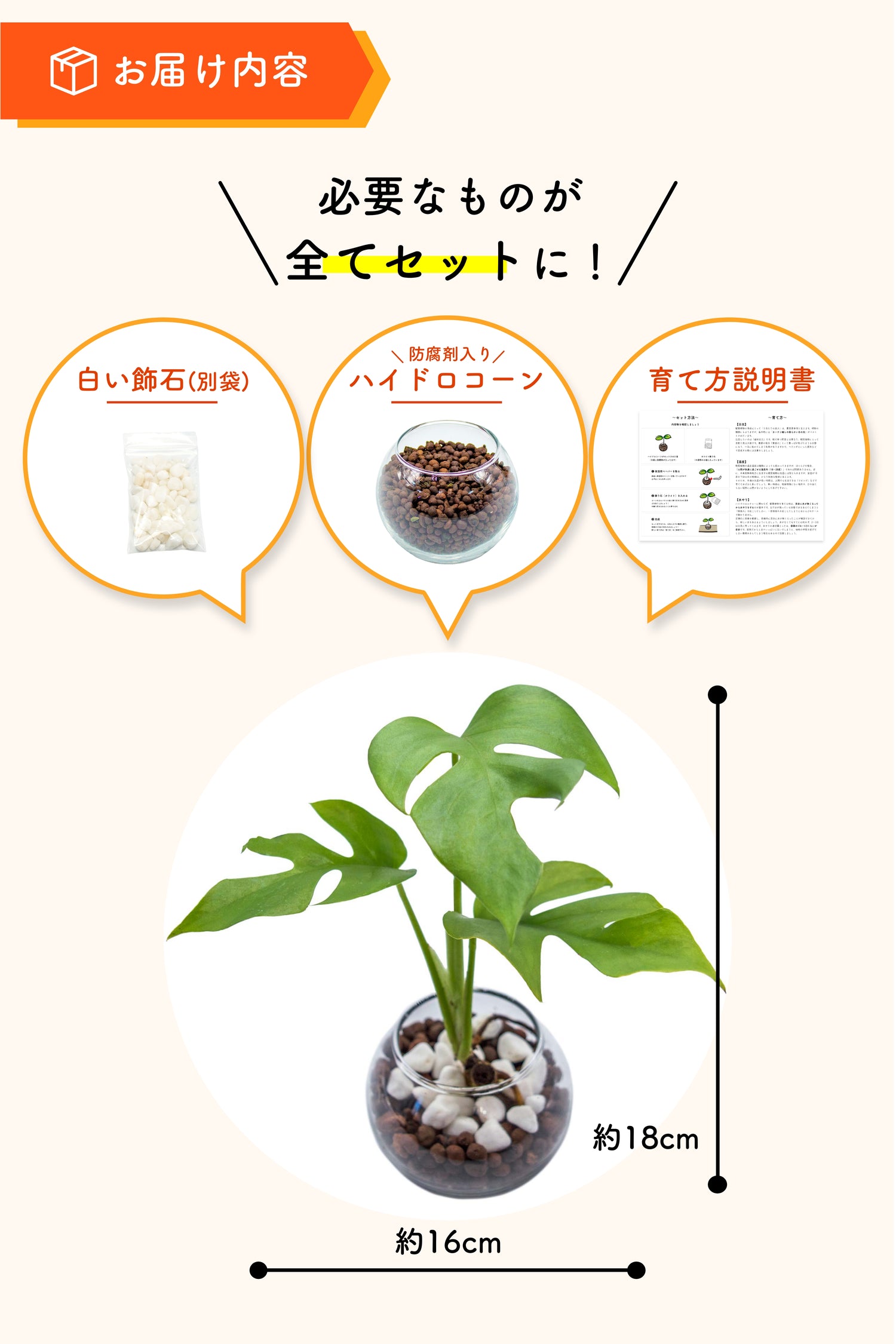 ヒメモンステラ ハイドロカルチャー