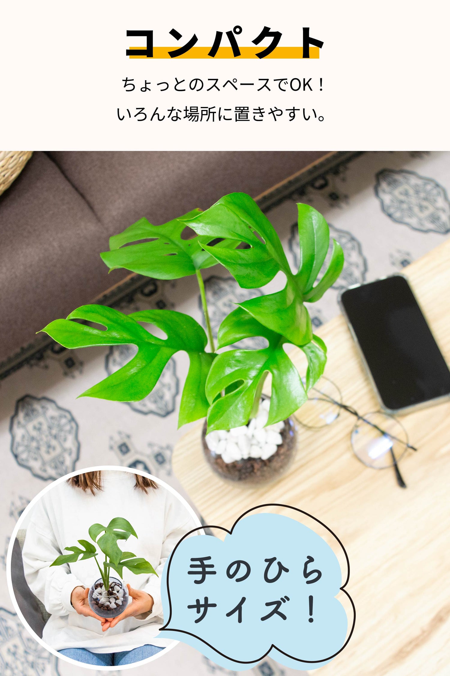 ヒメモンステラ ハイドロカルチャー