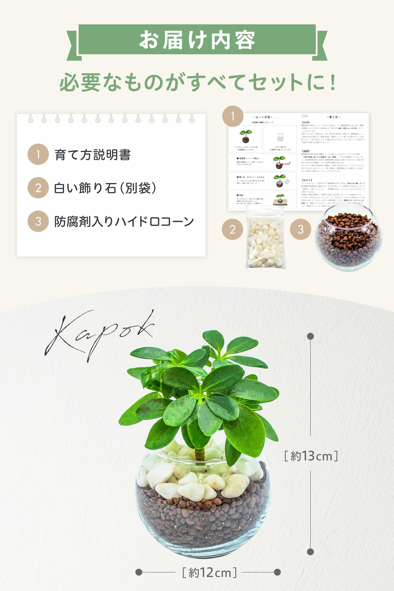 カポック ハイドロカルチャー 丸い葉っぱの観葉植物