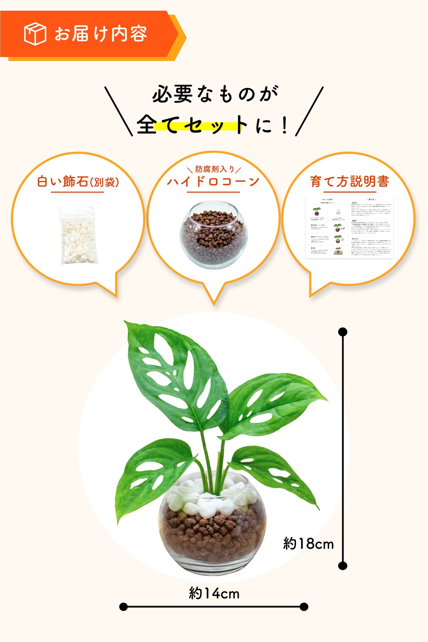 マドカズラ ハイドロカルチャー