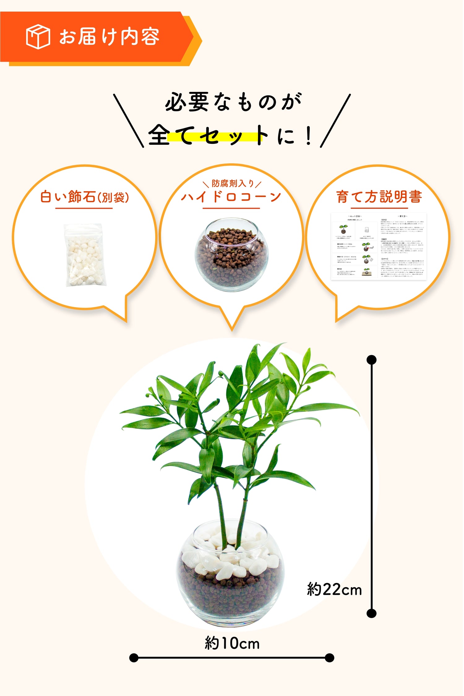 ナギ 梛木 ハイドロカルチャー