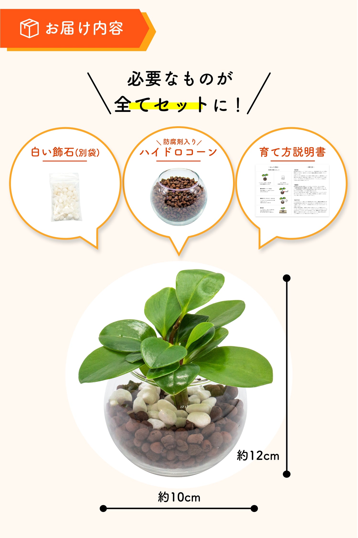 ペペロミア ハイドロカルチャー