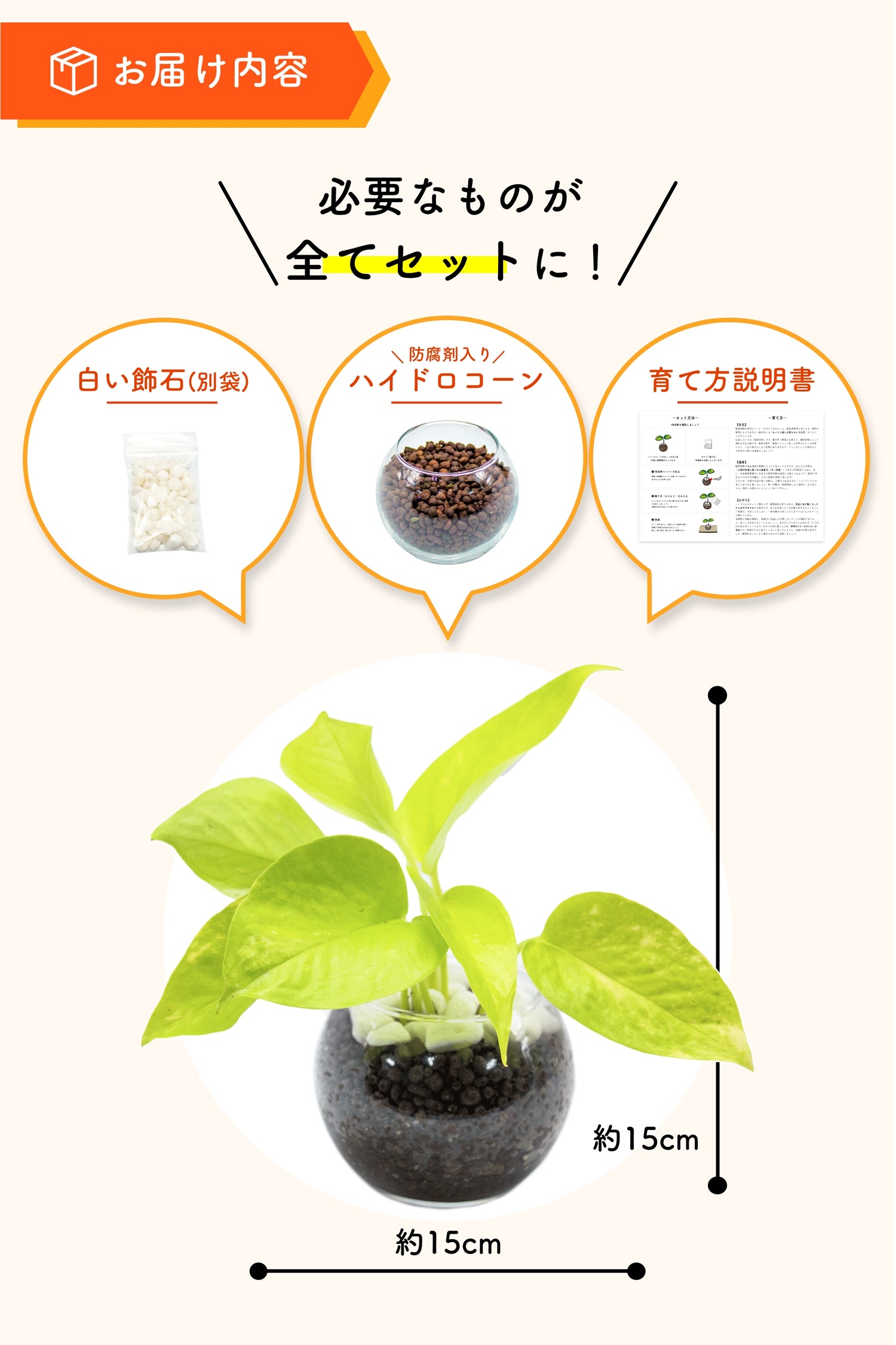 <数量限定復活>ポトスライム ハイドロカルチャー