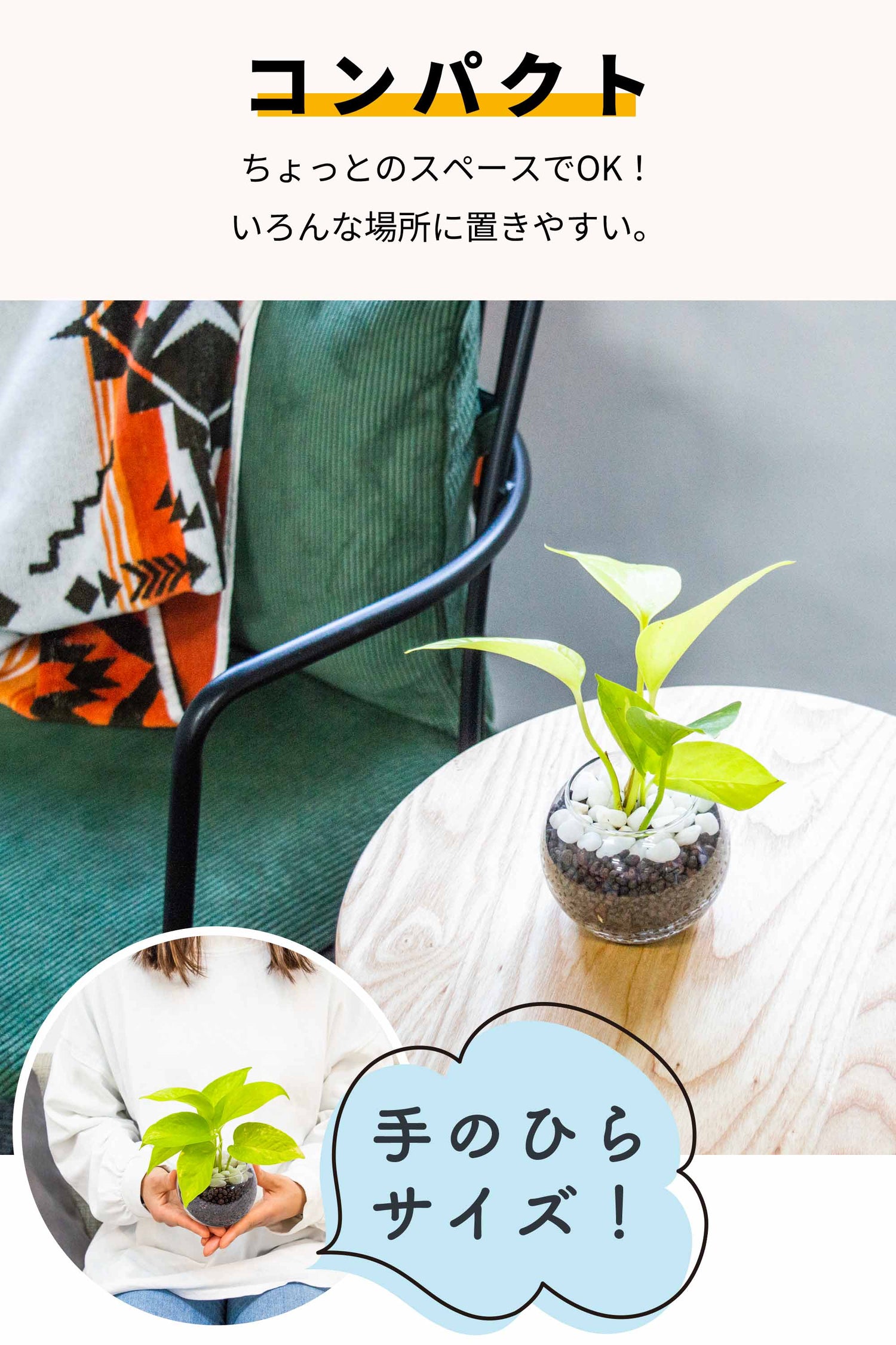 <数量限定復活>ポトスライム ハイドロカルチャー