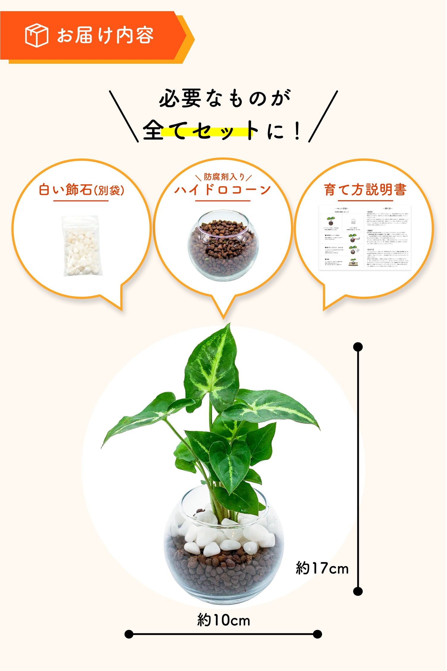 シンゴニウム ハイドロカルチャー