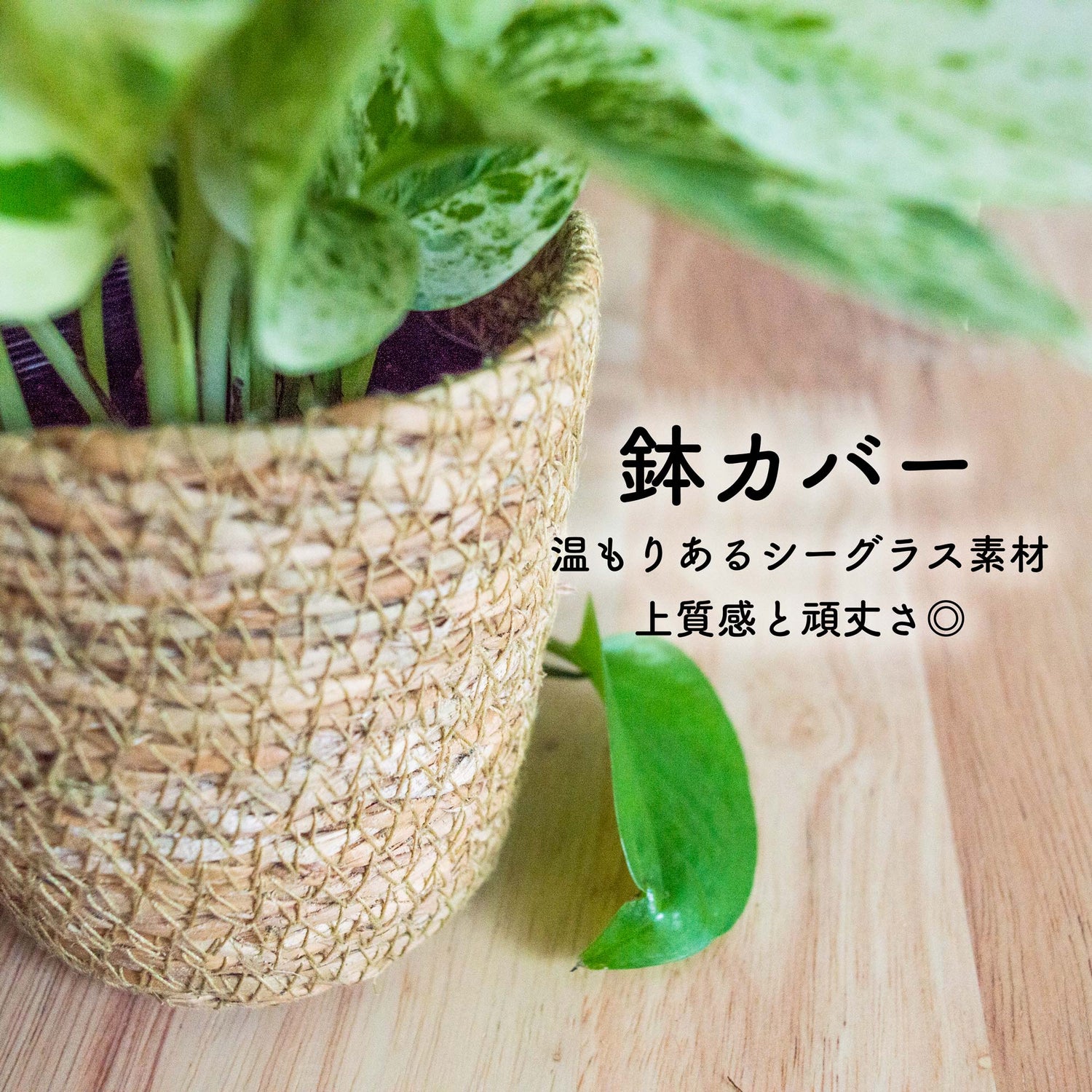 ポトスエンジョイ ハンギング 吊り下げ