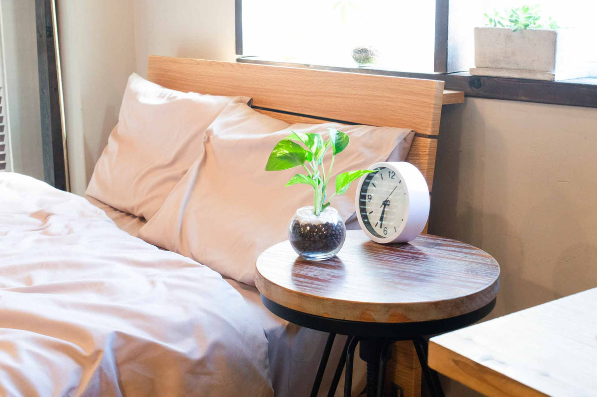 【観葉植物×風水】運気を呼び込む18種と開運する置き場所・部屋別ガイド