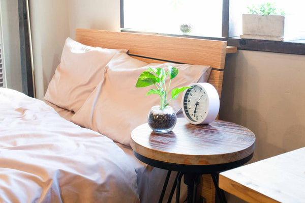 【観葉植物×風水】運気を呼び込む18種と開運する置き場所・部屋別ガイド