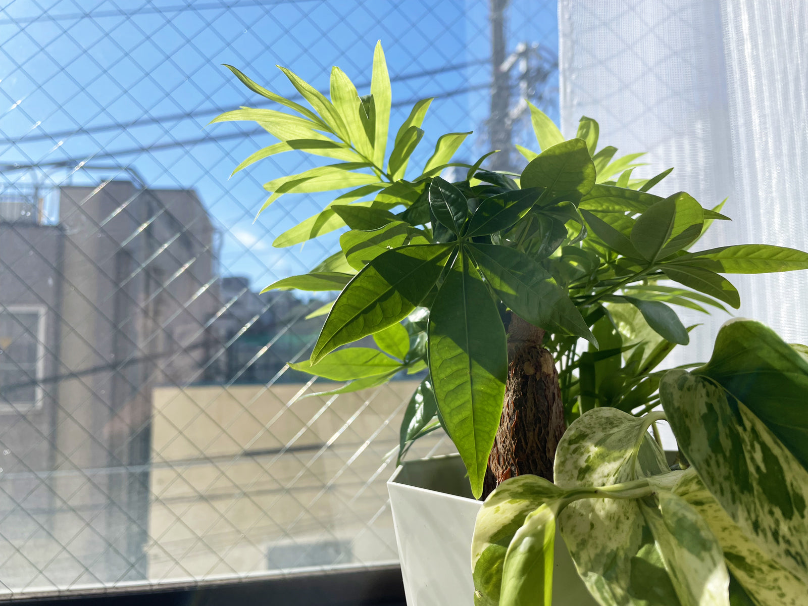 出窓に置かれた寄せ植えをされているパキラ