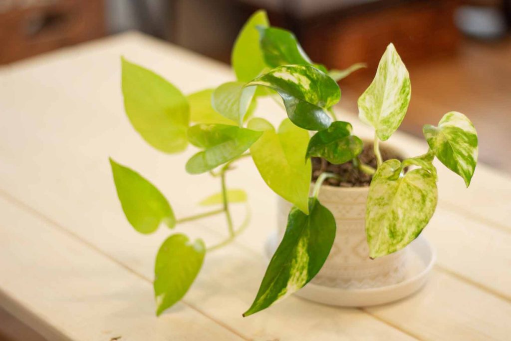机の上に置かれた2種類のポトスの寄せ植え