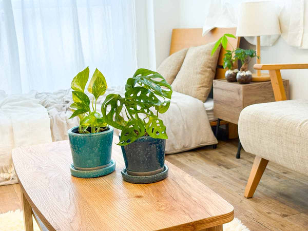 観葉植物は1本から増やせる！マドカズラとゴールデンポトスの簡単な増やし方を徹底解説