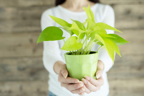 男性へプレゼントするなら観葉植物がイイ！おすすめの種類とポイント