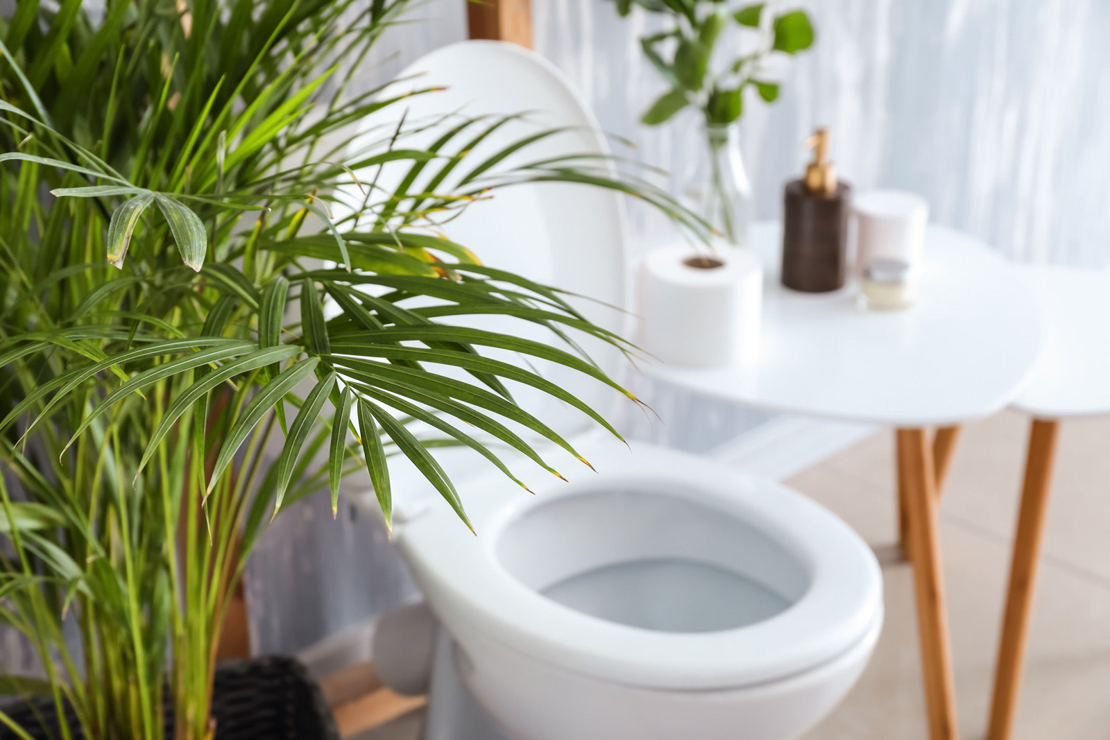 トイレに飾られているテーブルヤシ