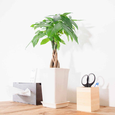 中型植物