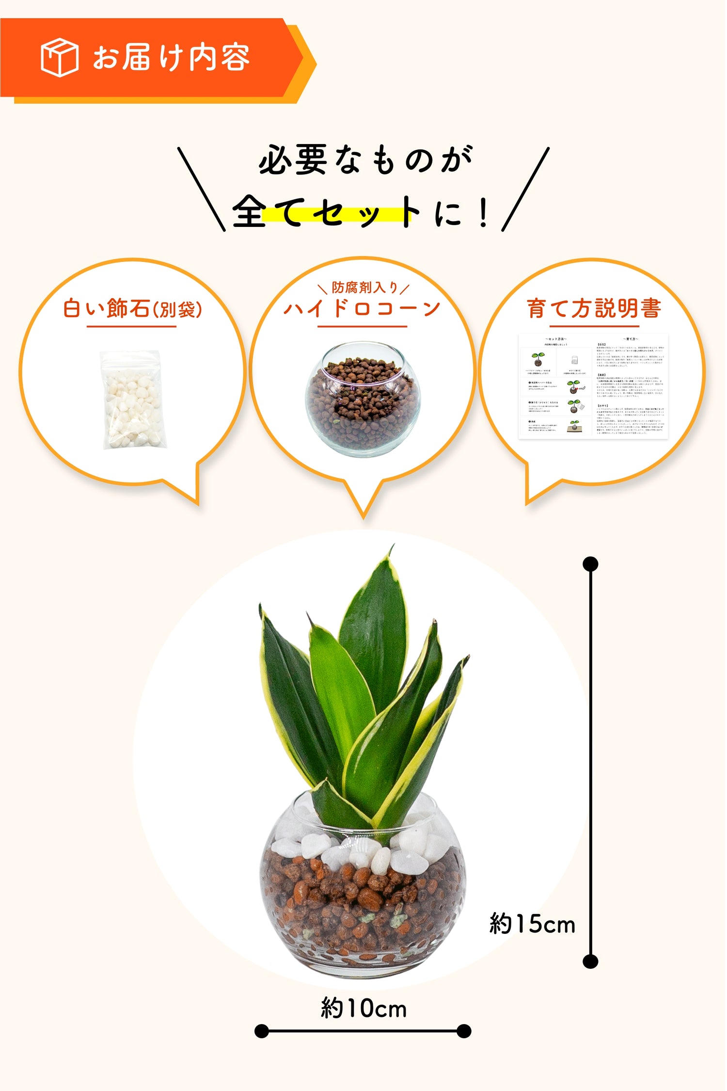 サンスベリア ハニーバニー ハイドロカルチャー