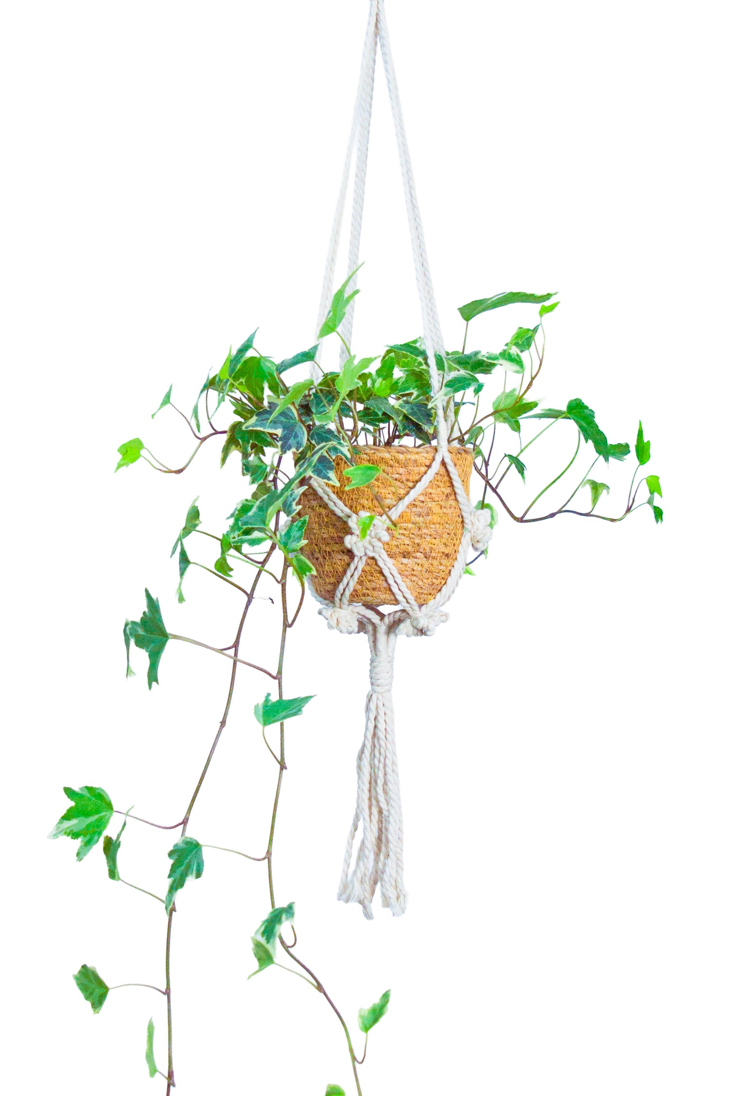 アイビー ハンギングプランツ ハンギング 吊り下げ