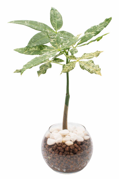 テラノバ サクラ＆グリーンティ EDC120ml 稀少 入手困難Hawaii 楽天市場】『斑入りパキラ ミルキーウェイ ガラス鉢仕立て』お誕生日