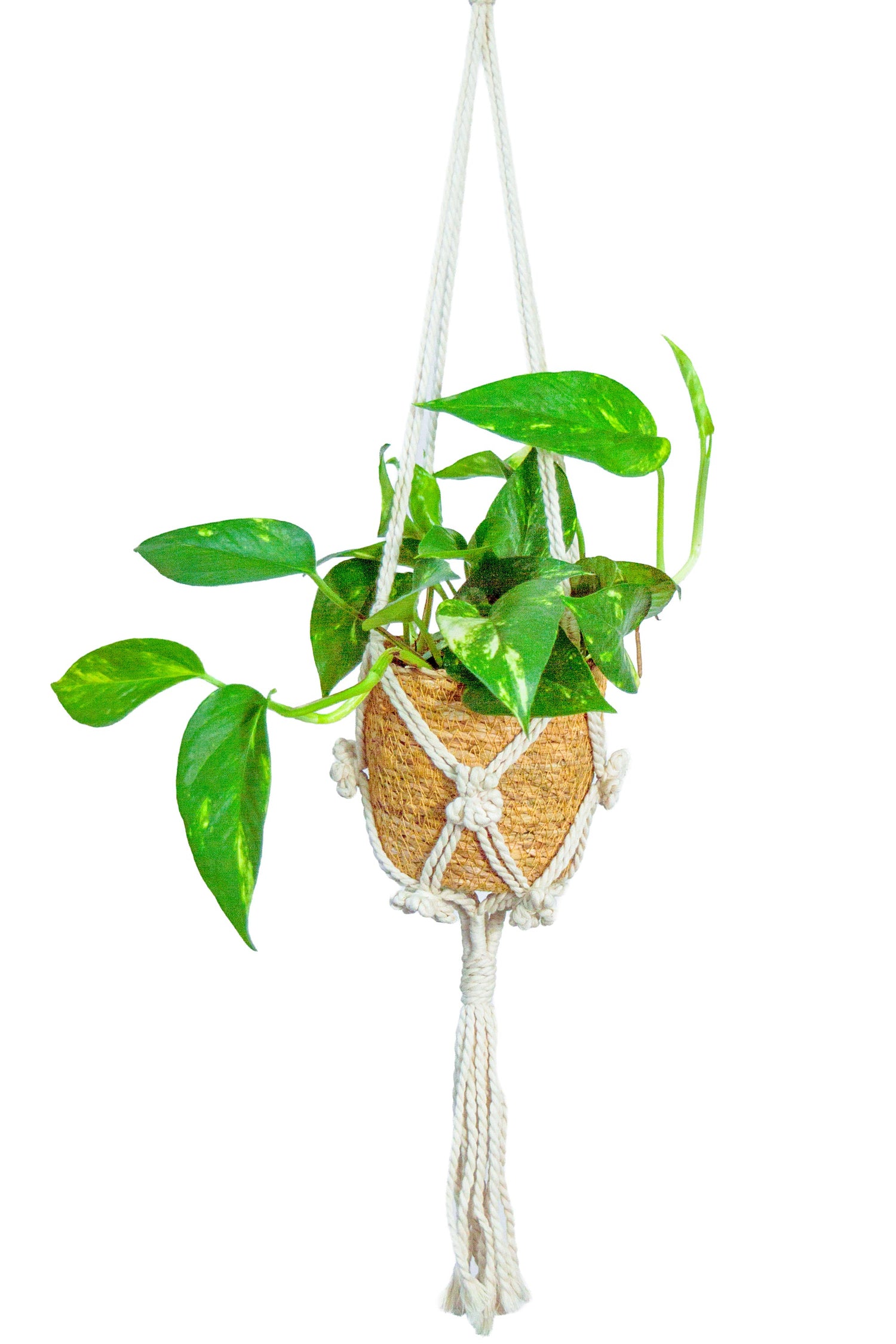 ゴールデンポトス ハンギング 吊り下げ