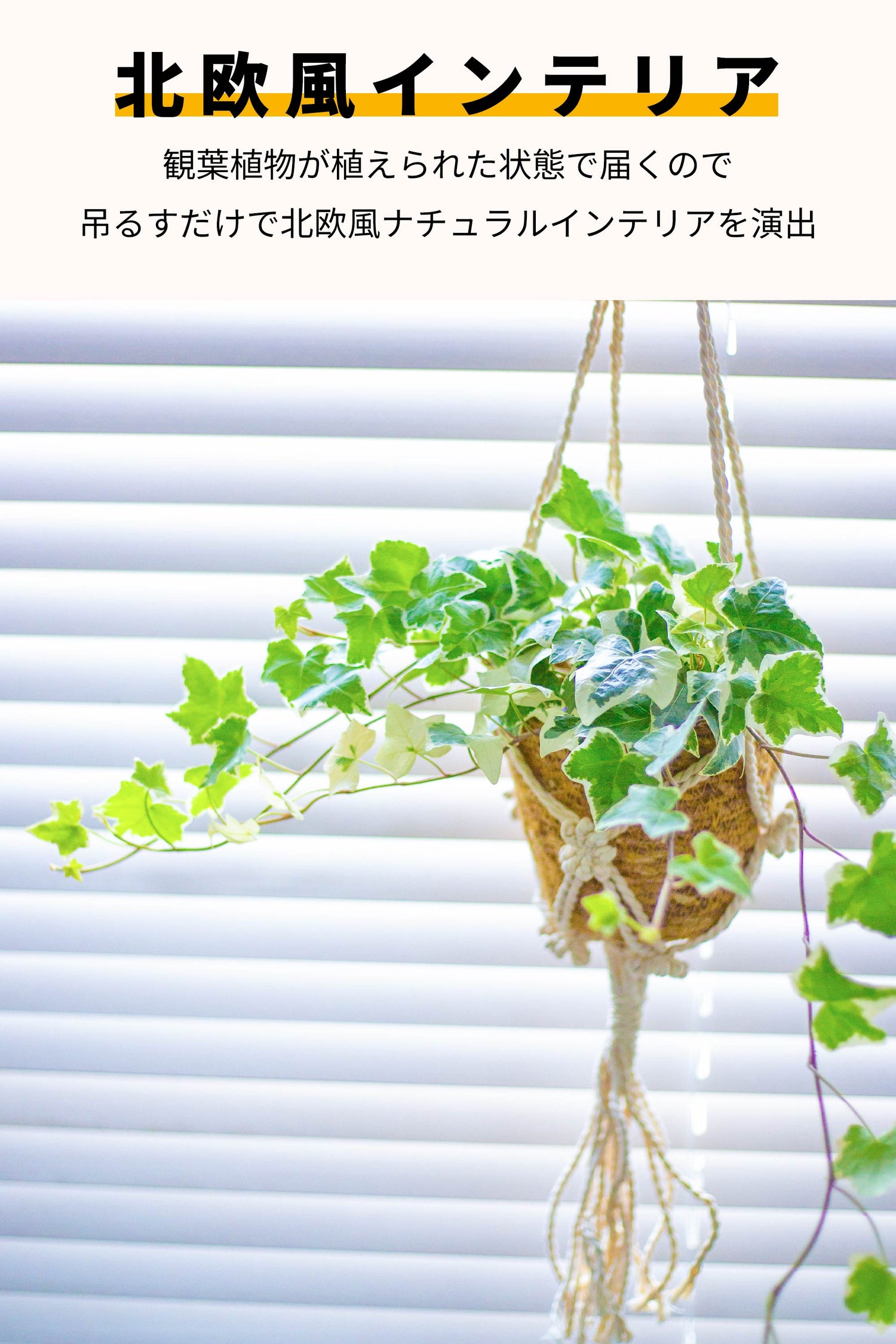 アイビー ハンギングプランツ ハンギング 吊り下げ