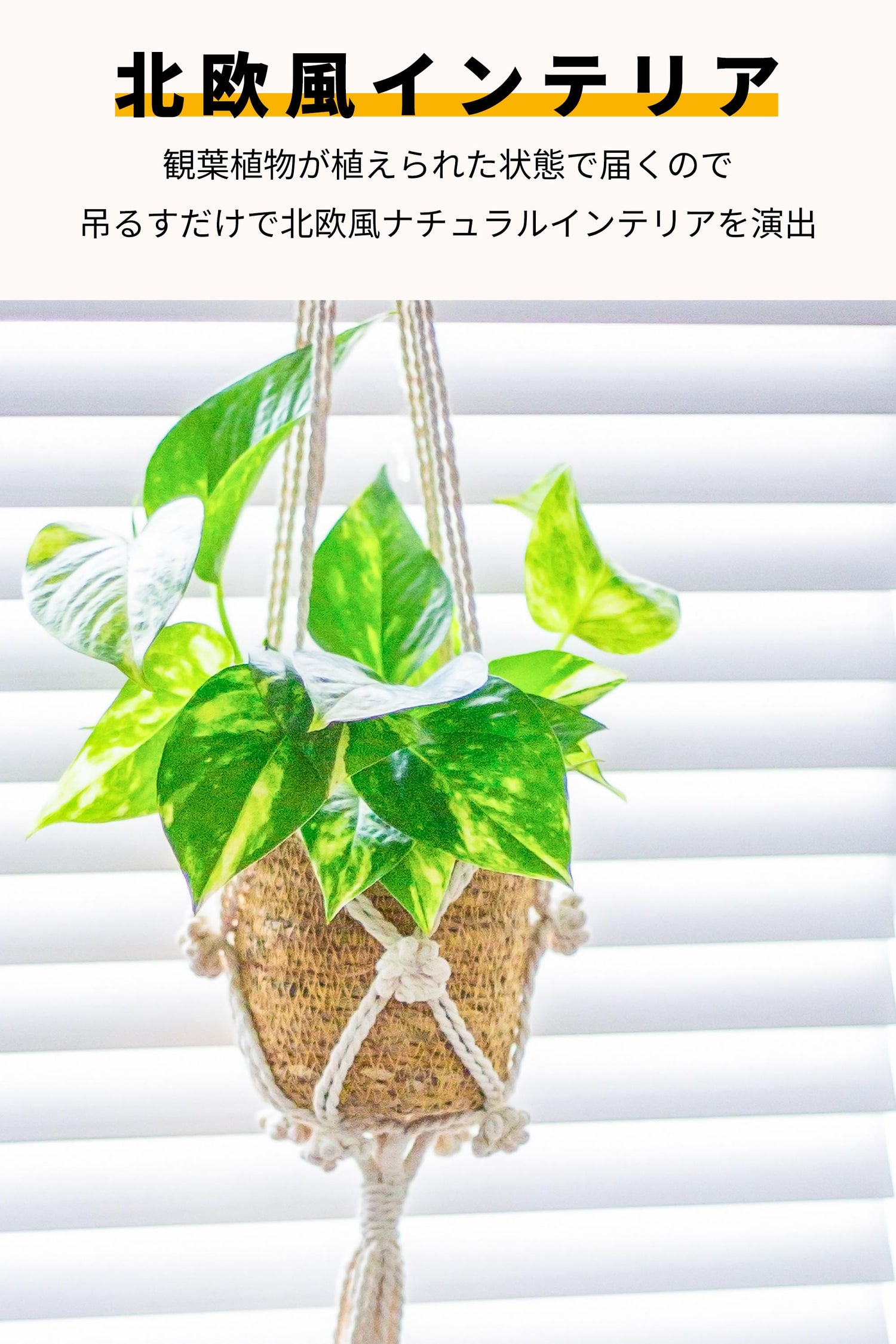 ゴールデンポトス ハンギング 吊り下げ