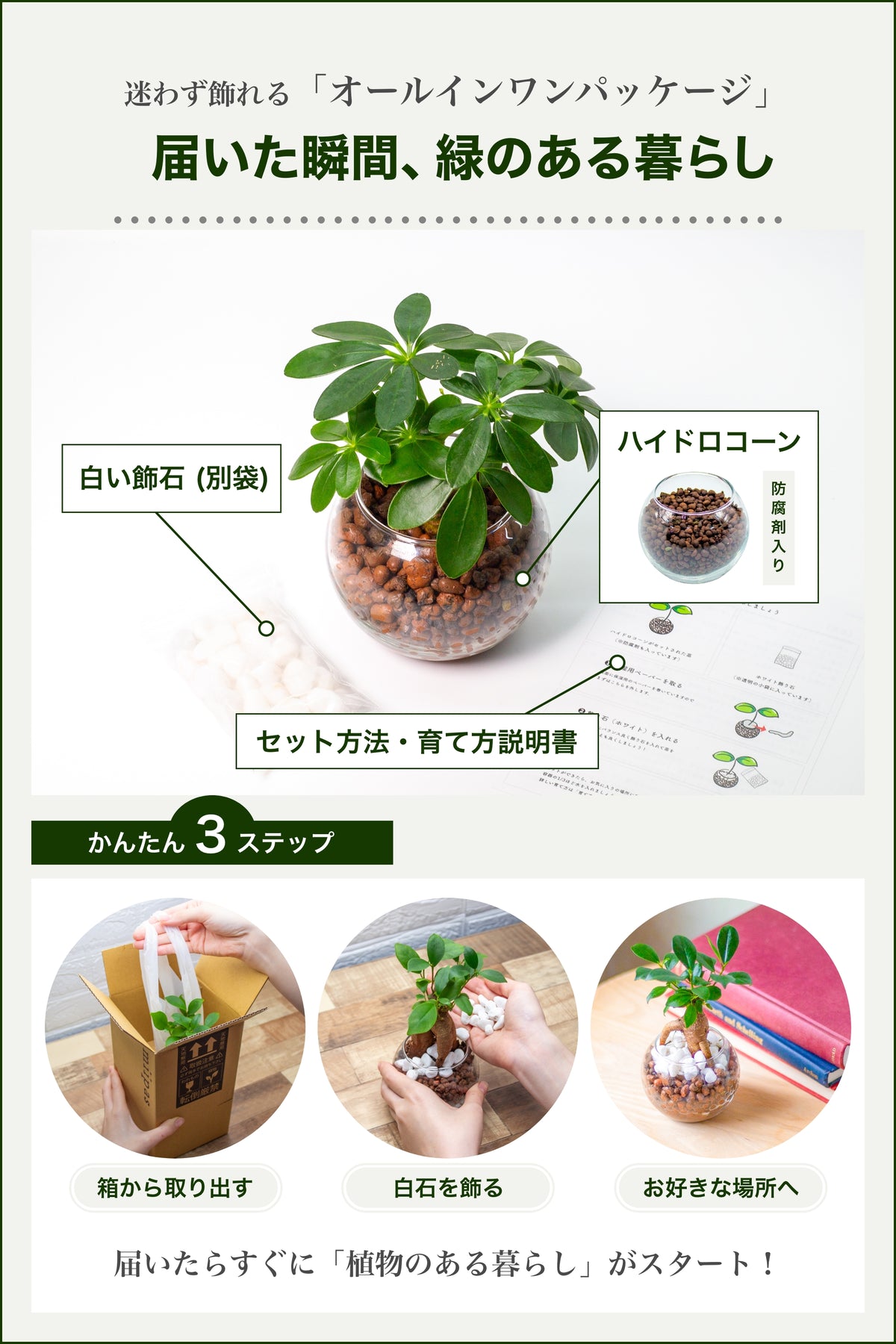カポック ハイドロカルチャー 丸い葉っぱの観葉植物