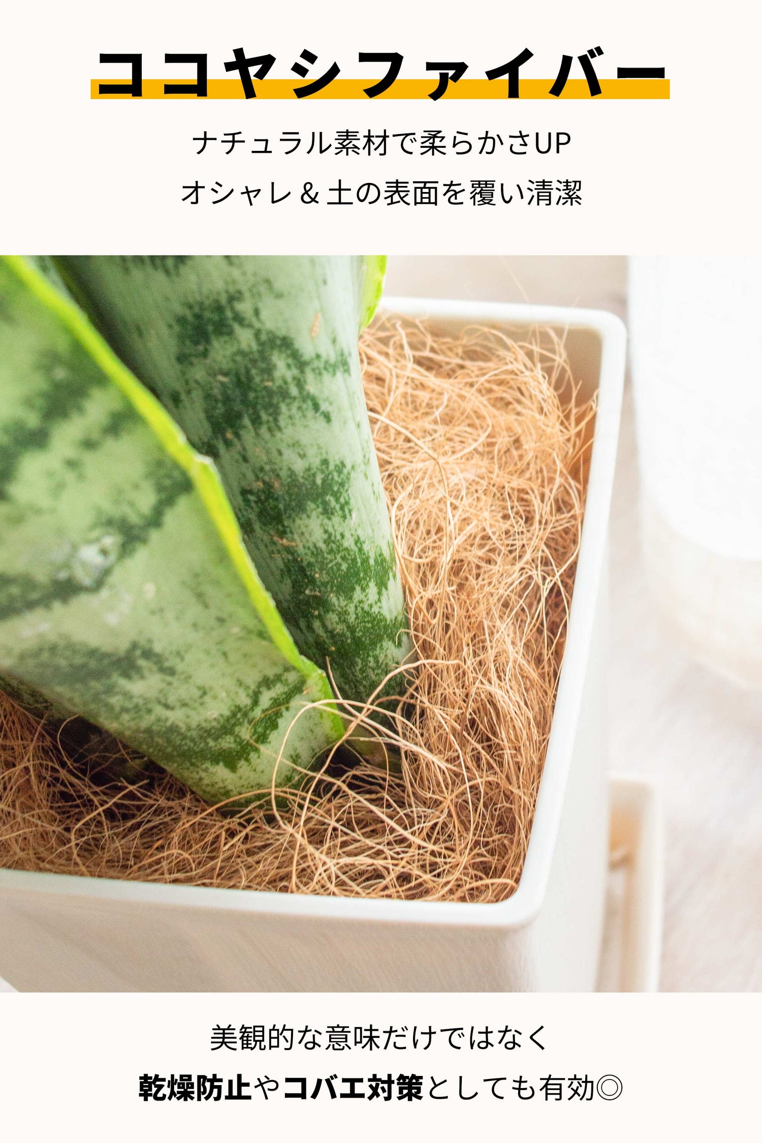 サンスベリア 鉢植 5号鉢