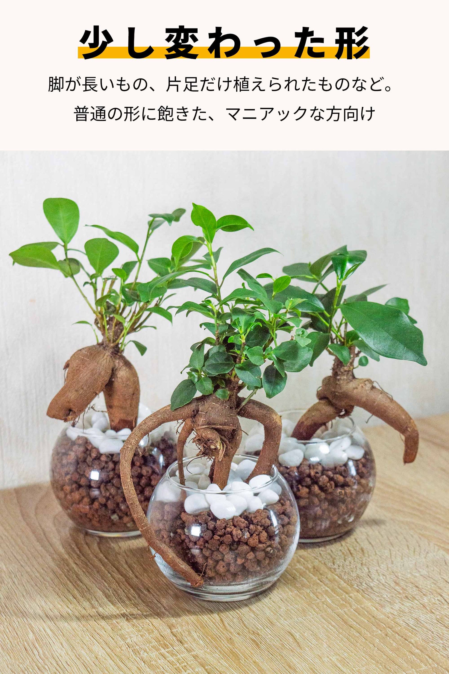 ＜数量限定＞珍形ガジュマル ハイドロカルチャー