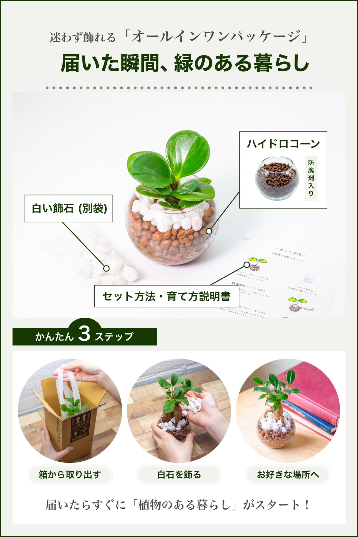 ペペロミア ハイドロカルチャー