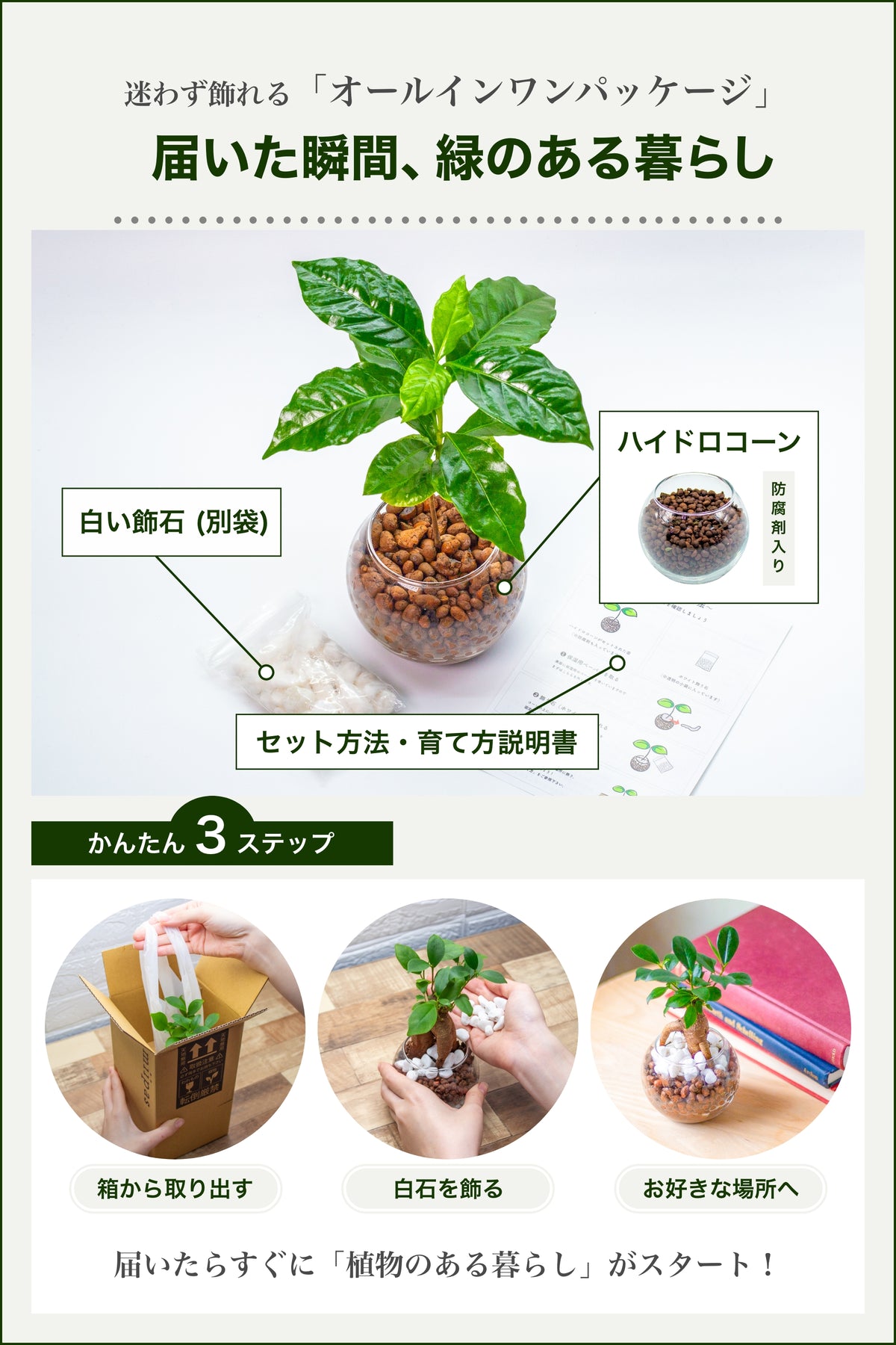 コーヒーの木 ハイドロカルチャー