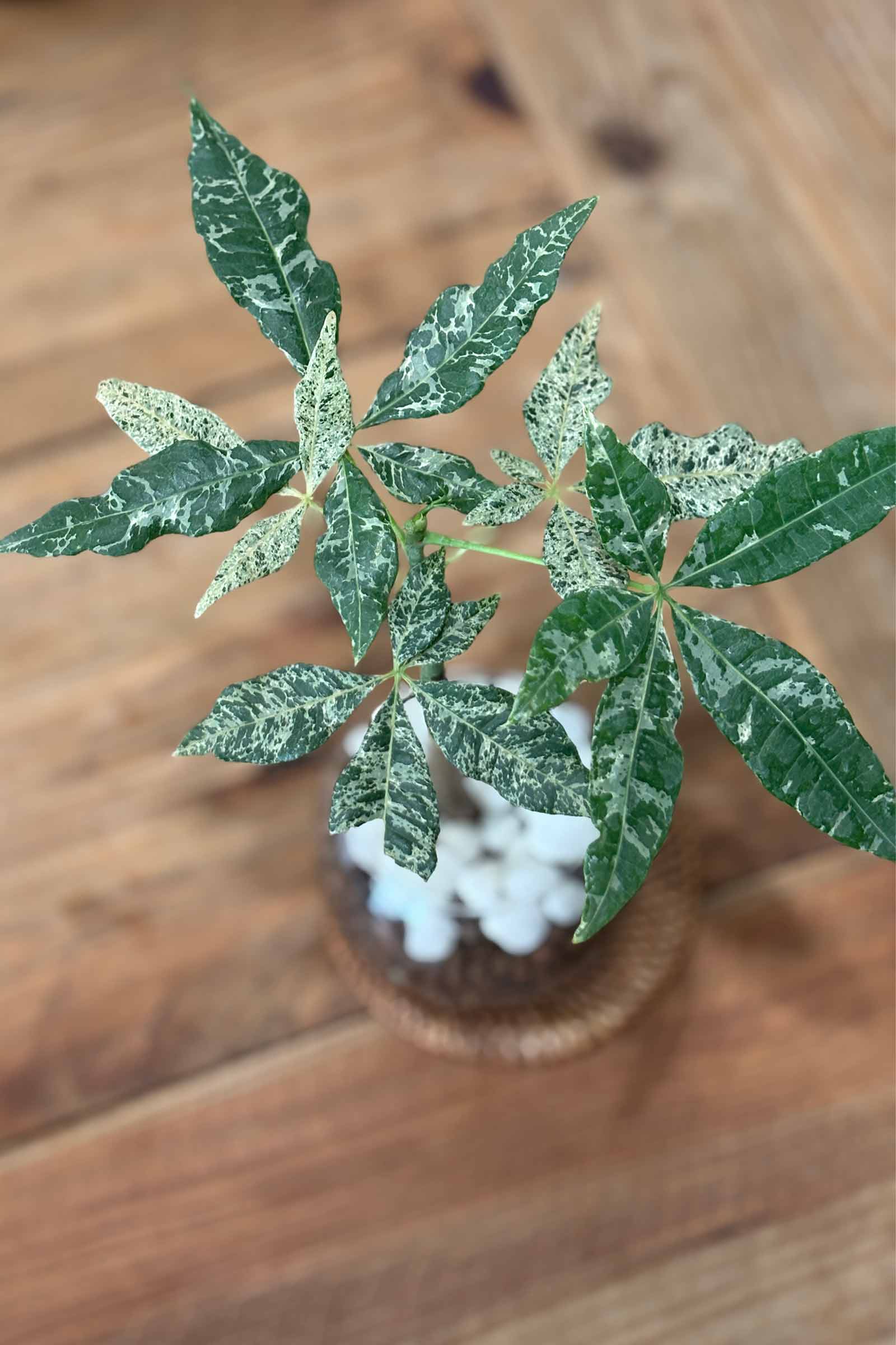 パキラ【美斑　ミルキーウェイ】 Amazon｜観葉植物パキラ ミルキーウェイ □ 斑入 □ インテリア