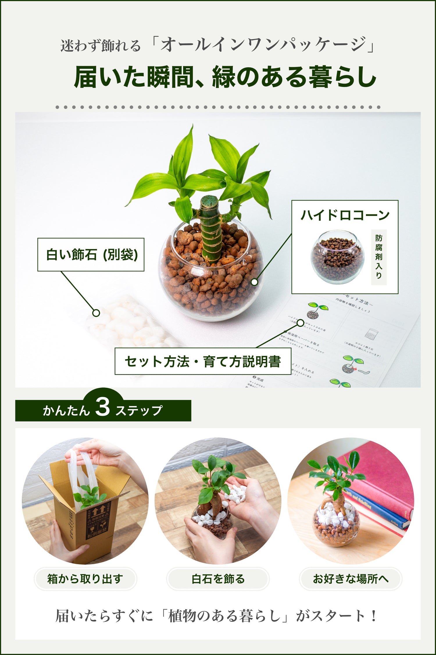 ミリオンバンブー キングバンブー ハイドロカルチャー