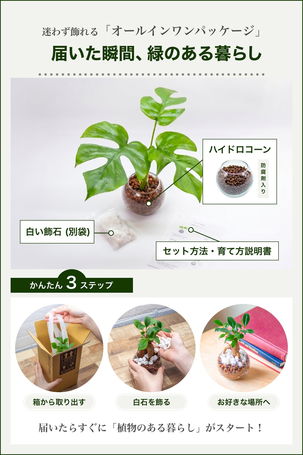 ヒメモンステラ ハイドロカルチャー
