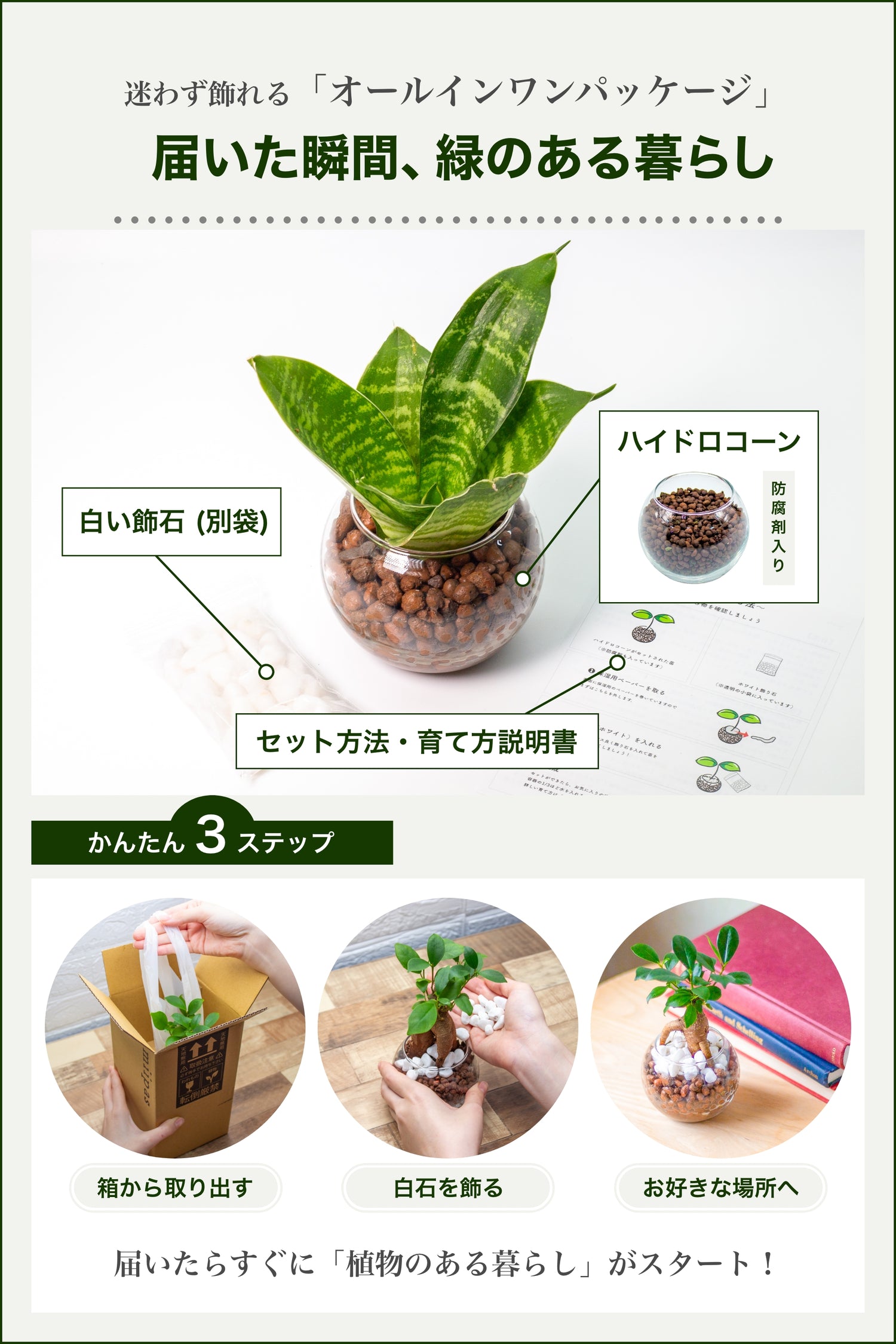 サンスベリア ハニー ハイドロカルチャー