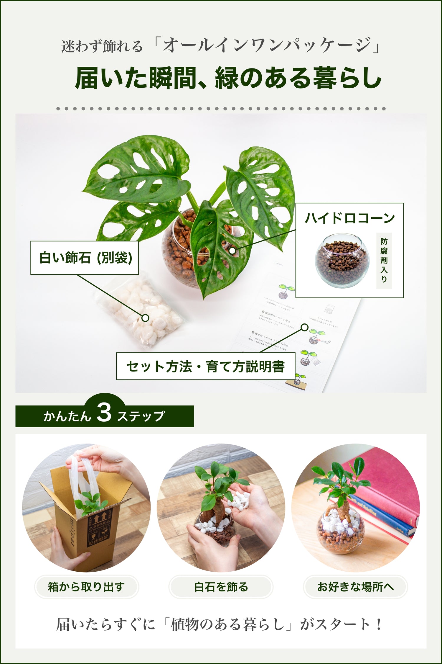マドカズラ ハイドロカルチャー