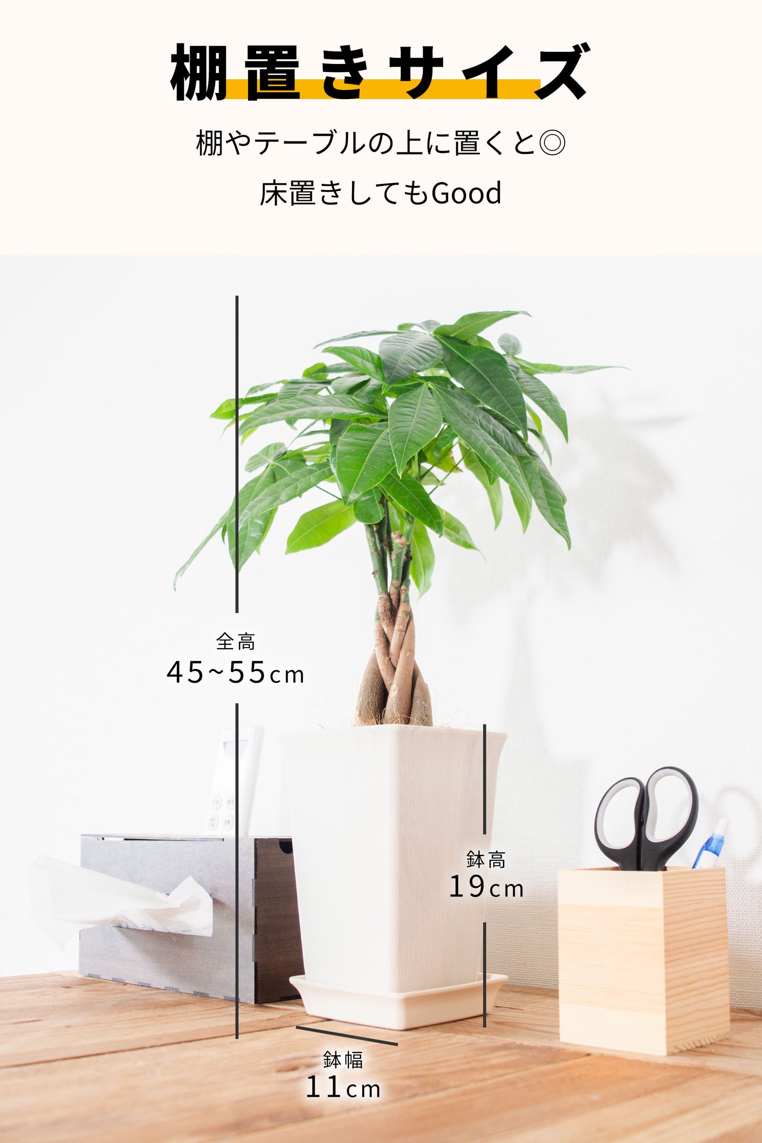 パキラ 鉢植 5号鉢
