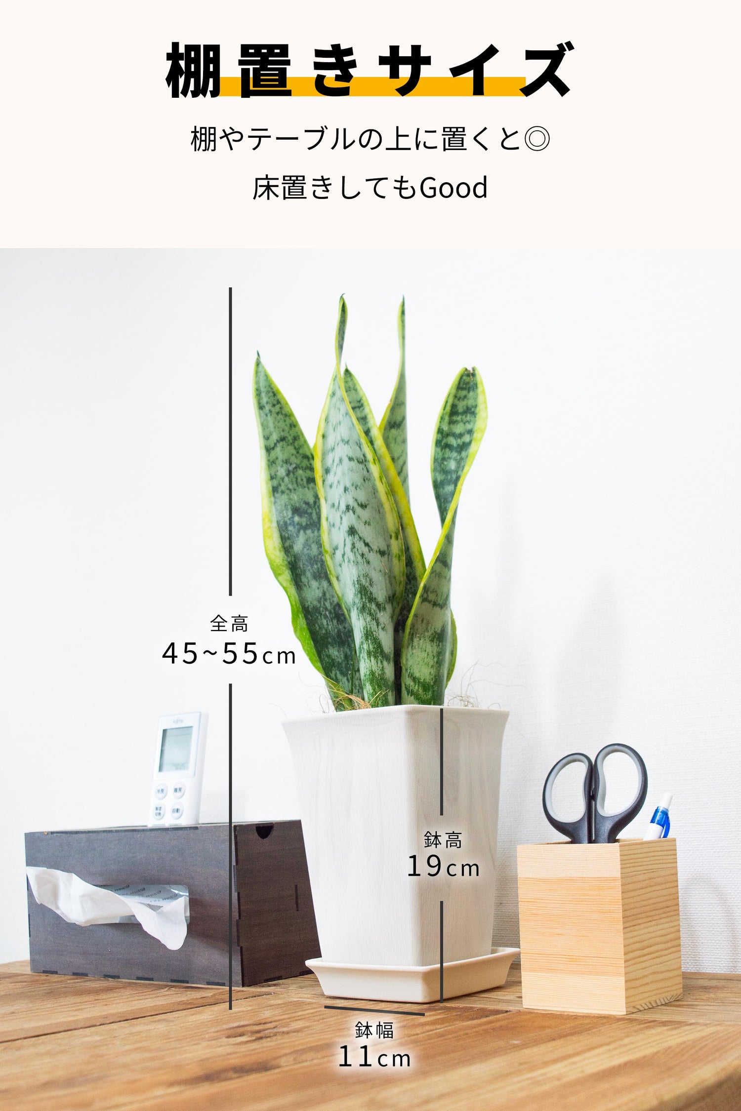サンスベリア 鉢植 5号鉢
