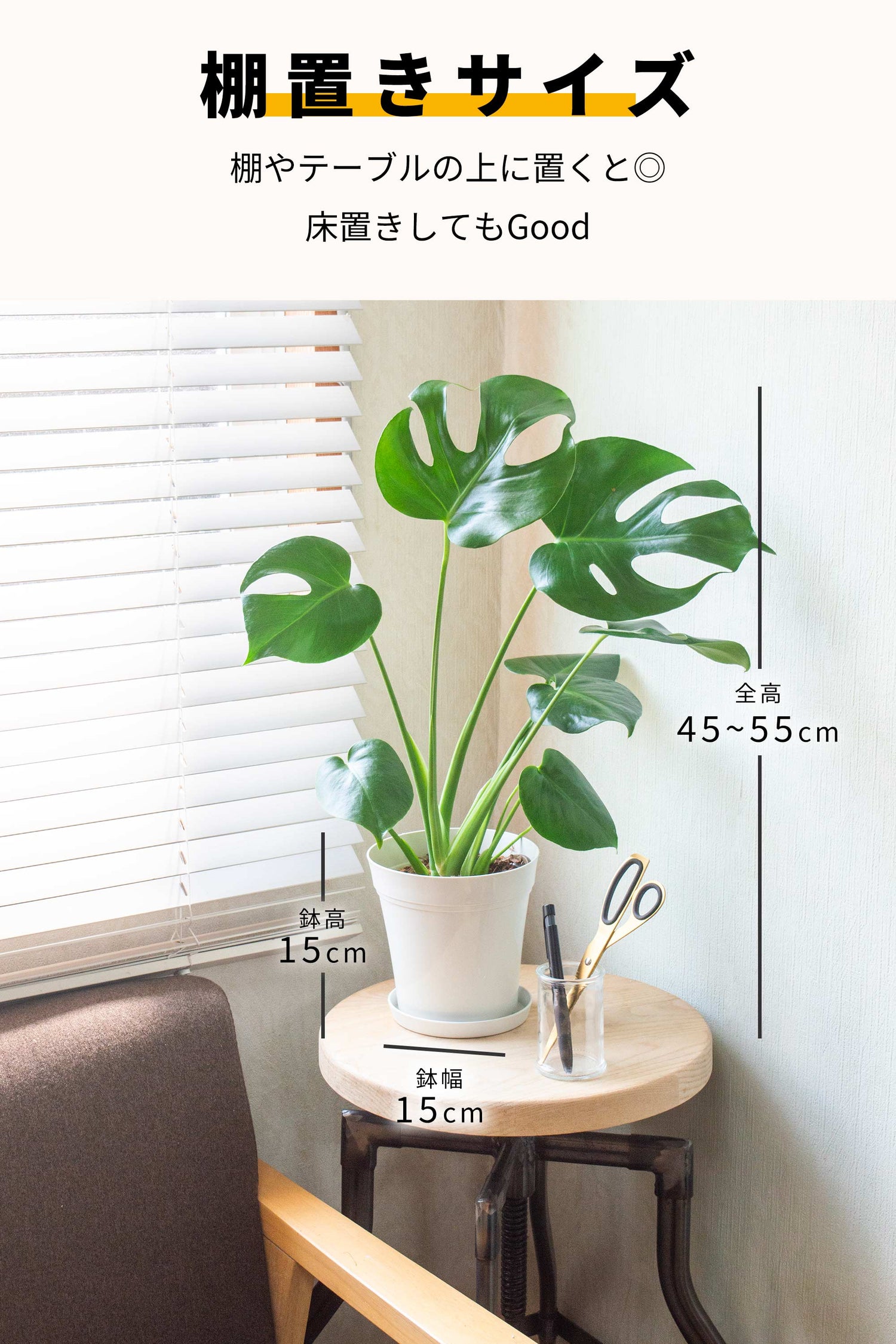 モンステラ 鉢植 5号鉢