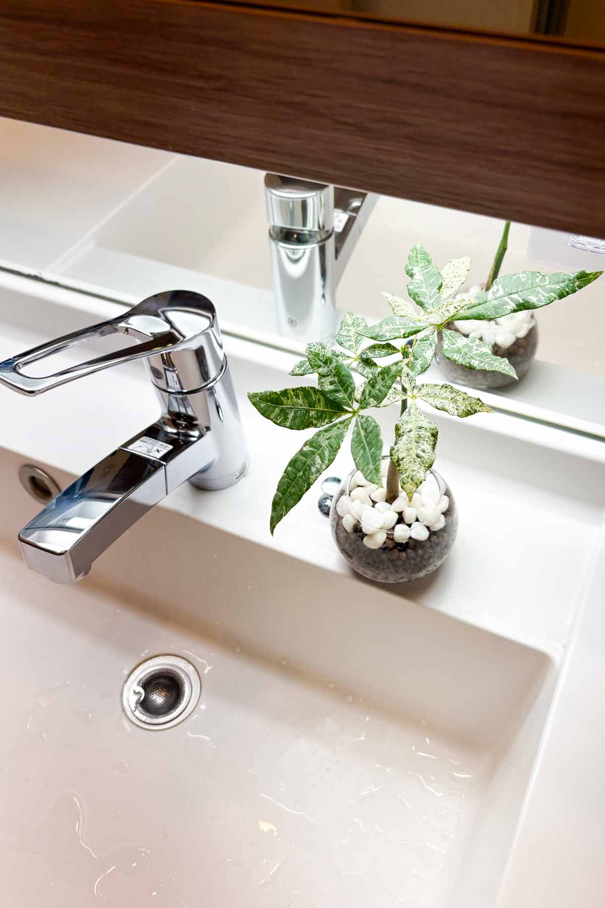 在庫残りわずか！希少種の数量限定】斑入りパキラ ミルキーウェイ