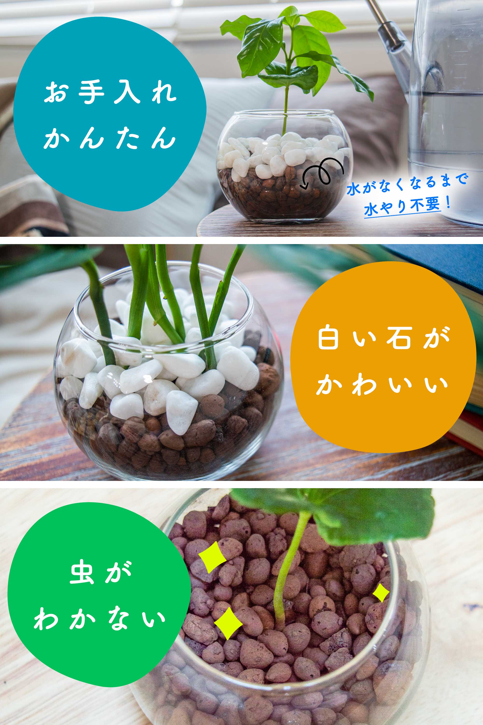 在庫残りわずか！希少種の数量限定】斑入りパキラ ミルキーウェイ