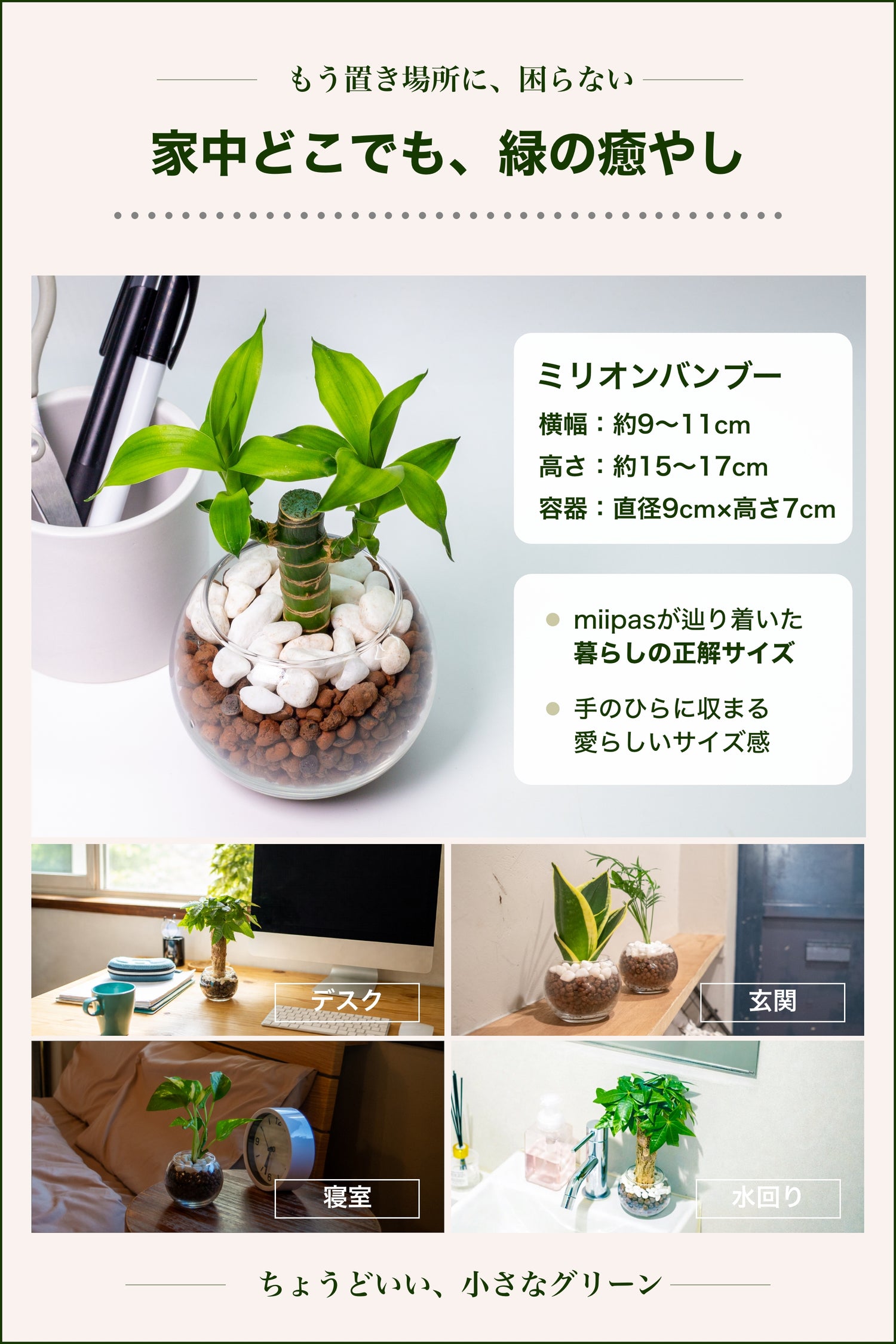 ミリオンバンブー キングバンブー ハイドロカルチャー