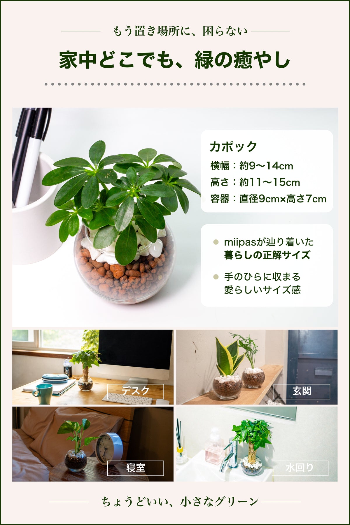 カポック ハイドロカルチャー 丸い葉っぱの観葉植物