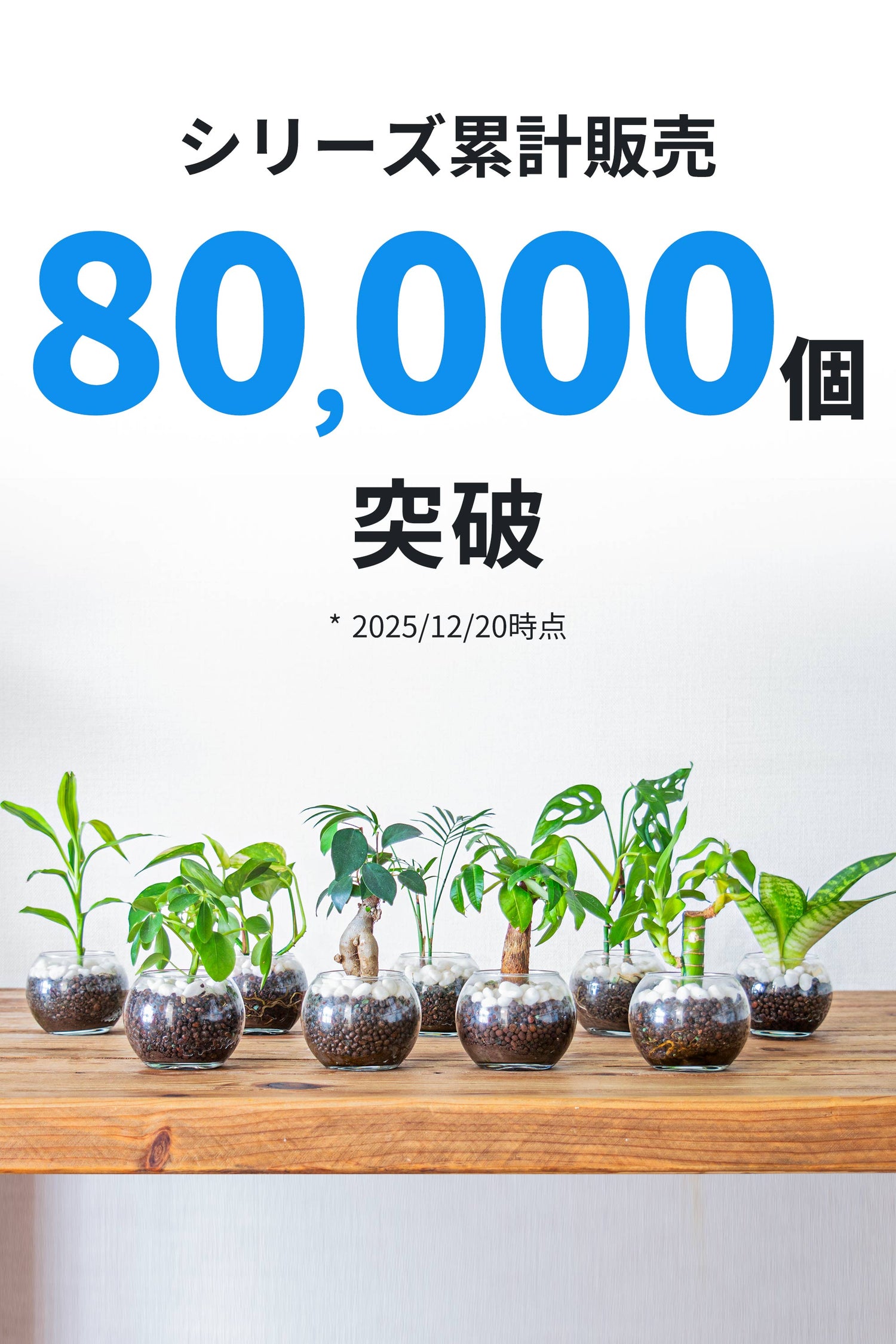 パキラ ハイドロカルチャー