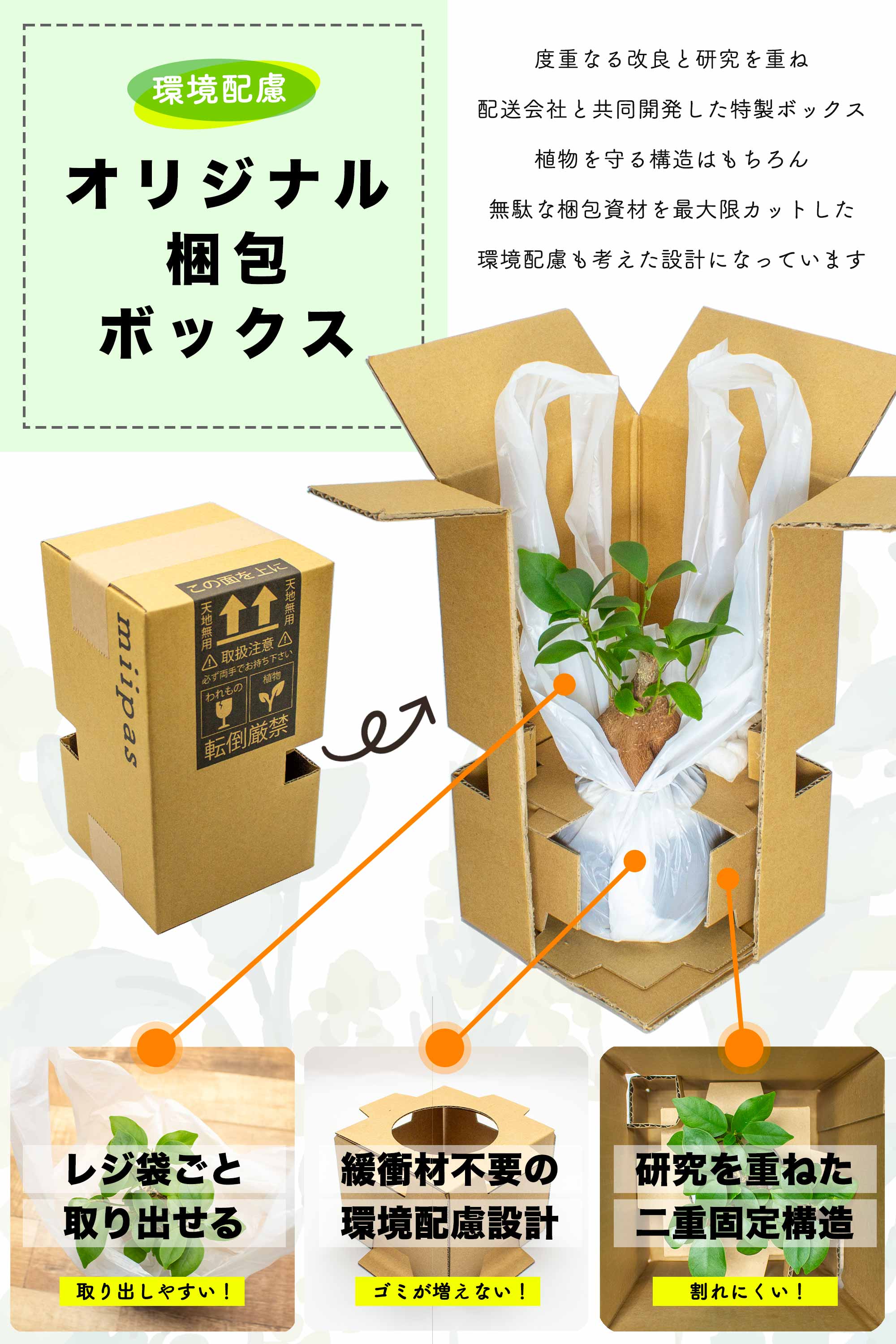 サンスベリア ハニーバニー ハイドロカルチャー – miipas