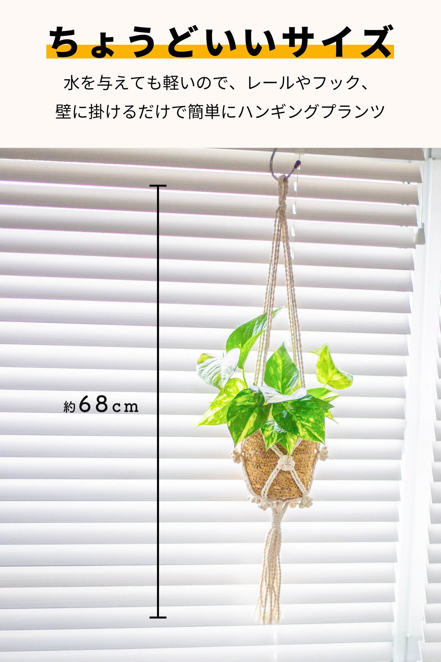 ゴールデンポトス ハンギング 吊り下げ